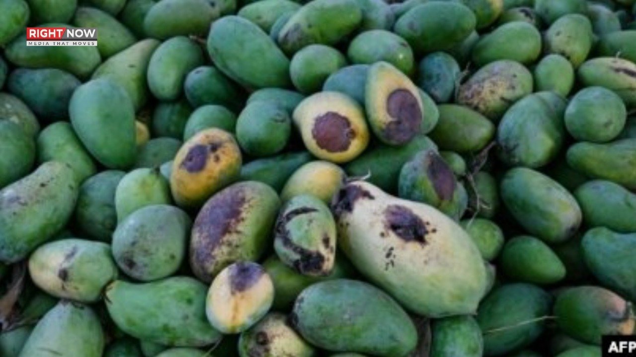 مہنگے پھلوں کی بقا خطرے میں، موسمیاتی تبدیلی کا اثر نمایاں