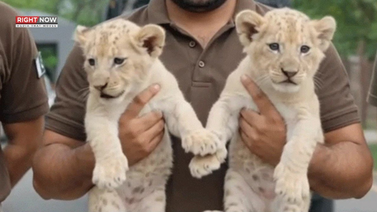 لاہور میں وائلڈ لائف کی کارروائی، سفید شیر کے بچے بازیاب اور سفاری زو منتقل