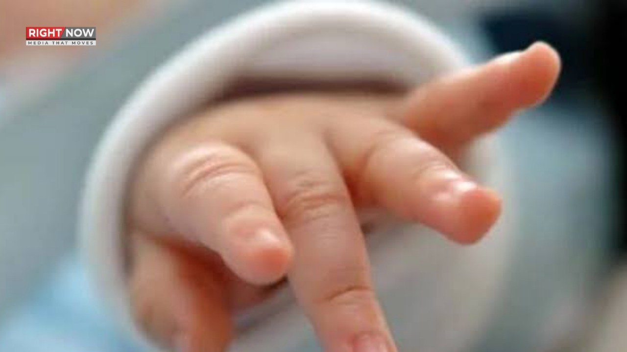 کھیرے اور پاؤڈر سے چوہے اور کاکروچز کو بھگائیں، گھر میں آسان نسخہ