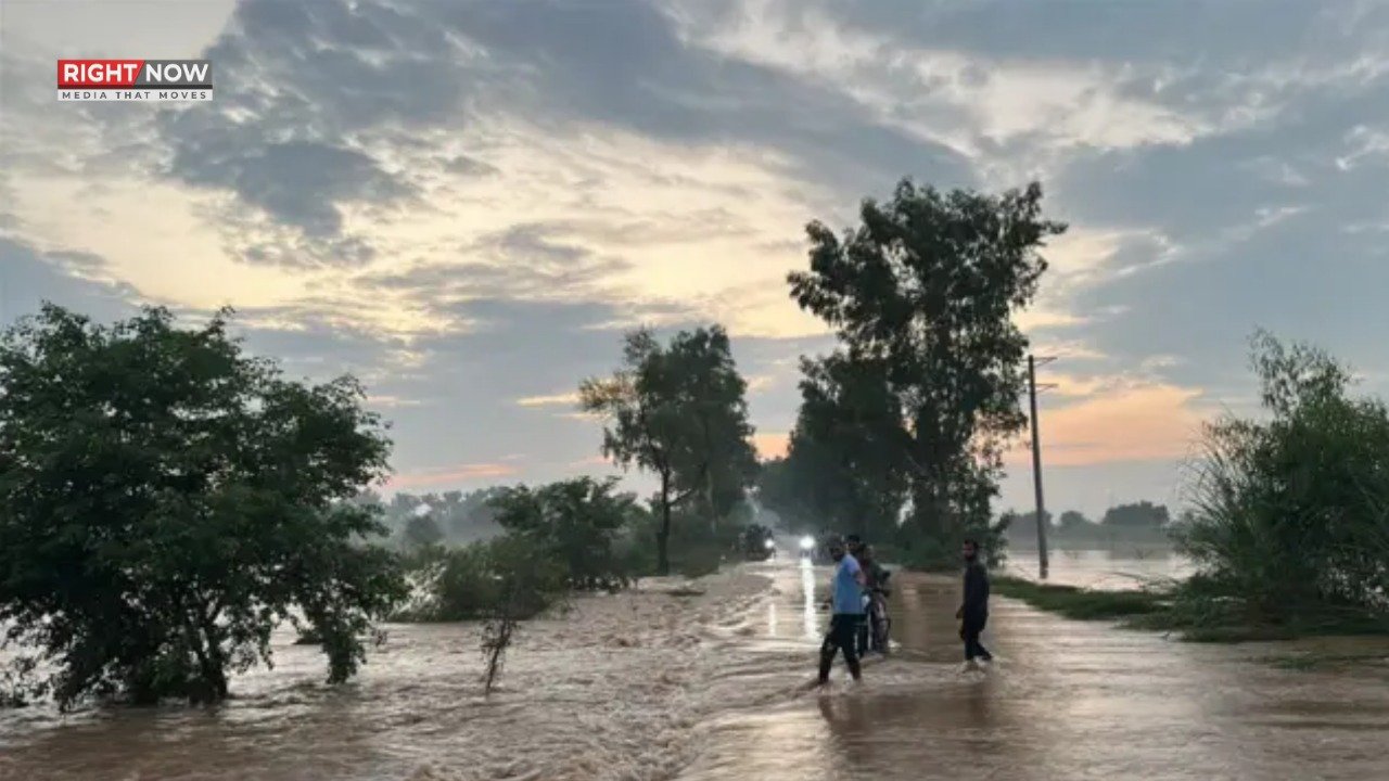 پنجاب میں شہری پھیلاؤ سے سانپوں کے حملے بڑھ گئے، قدرتی مساکن متاثر