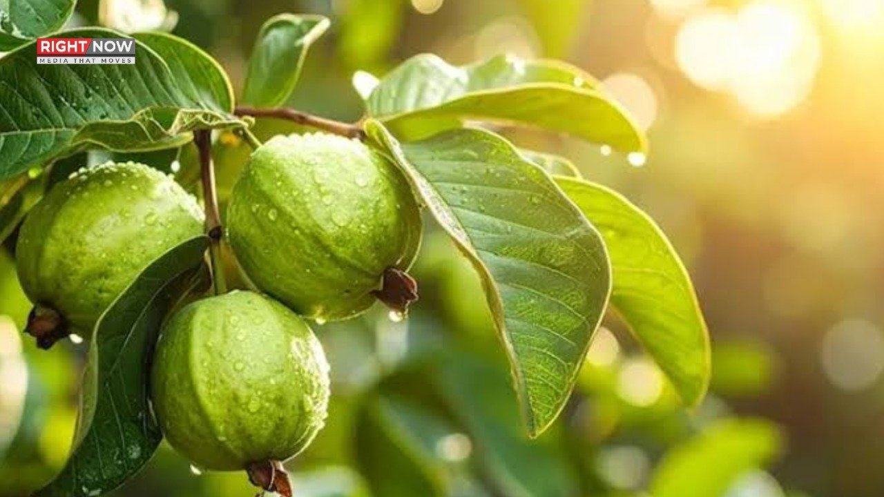 ذیابیطس کے مریض امرود کے پتوں سے فائدہ اٹھائیں، بلڈ شوگر میں کمی ممکن